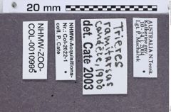 Etiketten zu Trieres ramitarsus (NHMW-ZOO-COL-0010995)